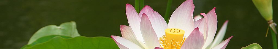 lotus-flower-2